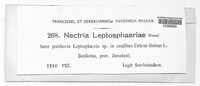 Macroconia leptosphaeriae image